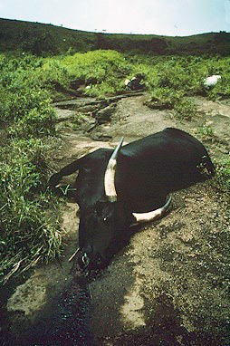 Vacas muertas como consecuencia de los gases. Wikimedia Commons